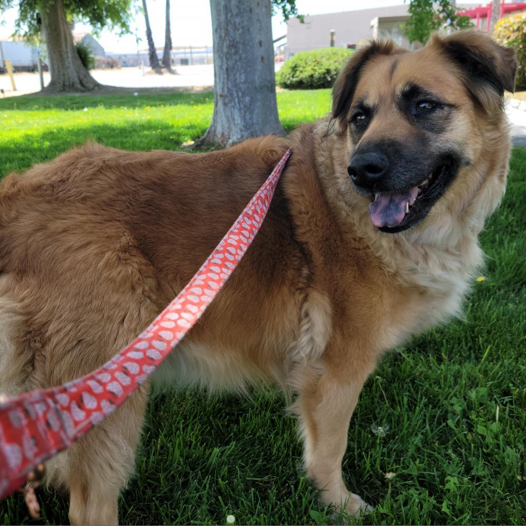 Polly, an adoptable Mixed Breed in Fresno, CA, 93725 | Photo Image 3