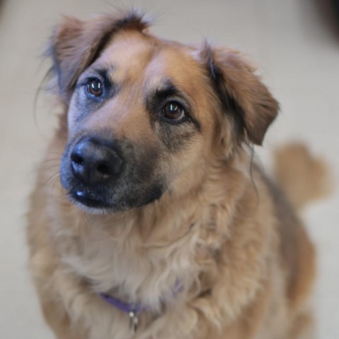 Polly, an adoptable Mixed Breed in Fresno, CA, 93725 | Photo Image 4