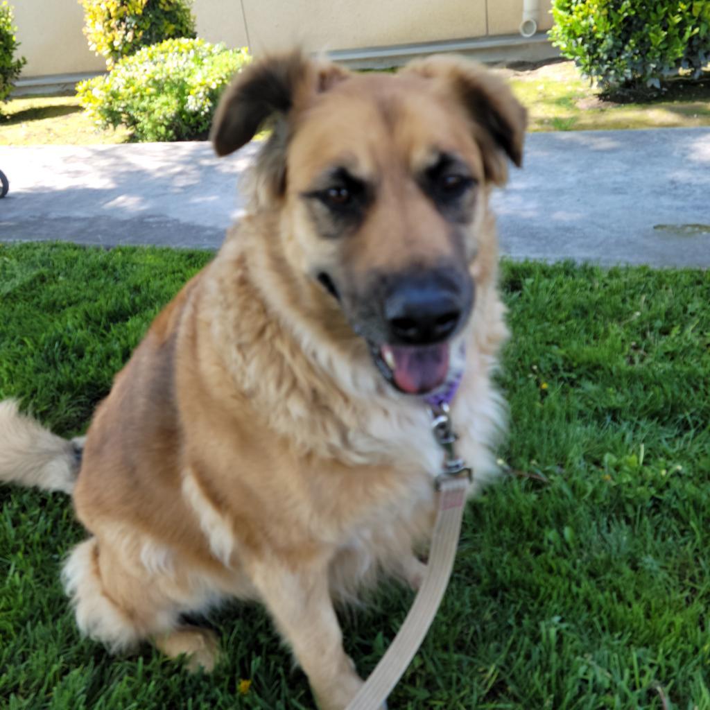 Polly, an adoptable Mixed Breed in Fresno, CA, 93725 | Photo Image 5