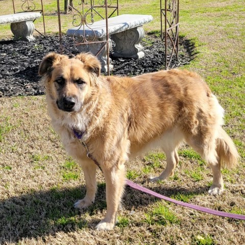 Polly, an adoptable Mixed Breed in Fresno, CA, 93725 | Photo Image 6