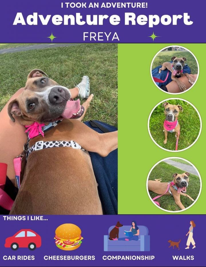 Freya *Foster to Adopt* 5