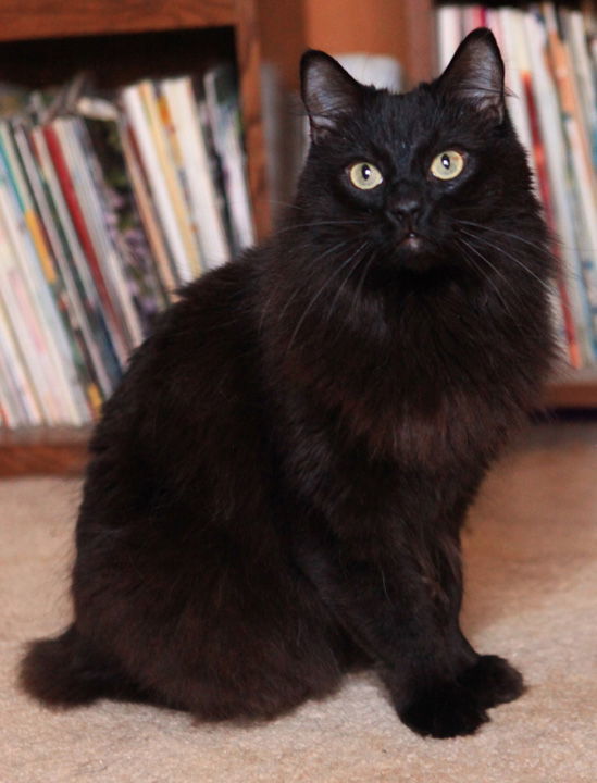 Seeley, an adoptable Manx, Cymric in Liberty, NC, 27298 | Photo Image 1