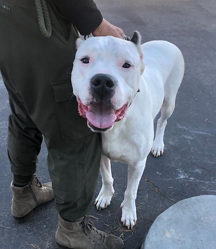 Blue store dogo argentino