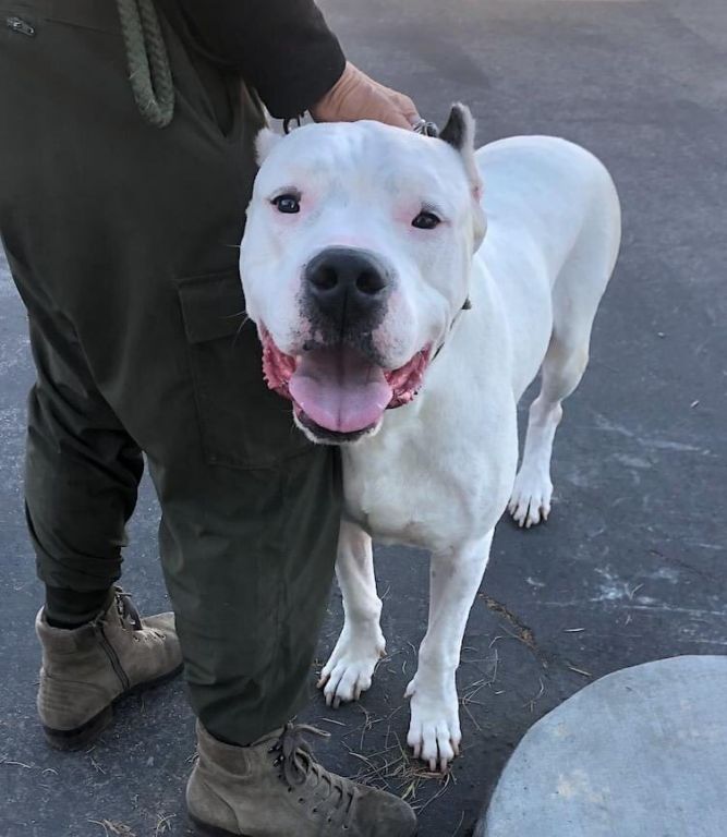 Dogo Argentino