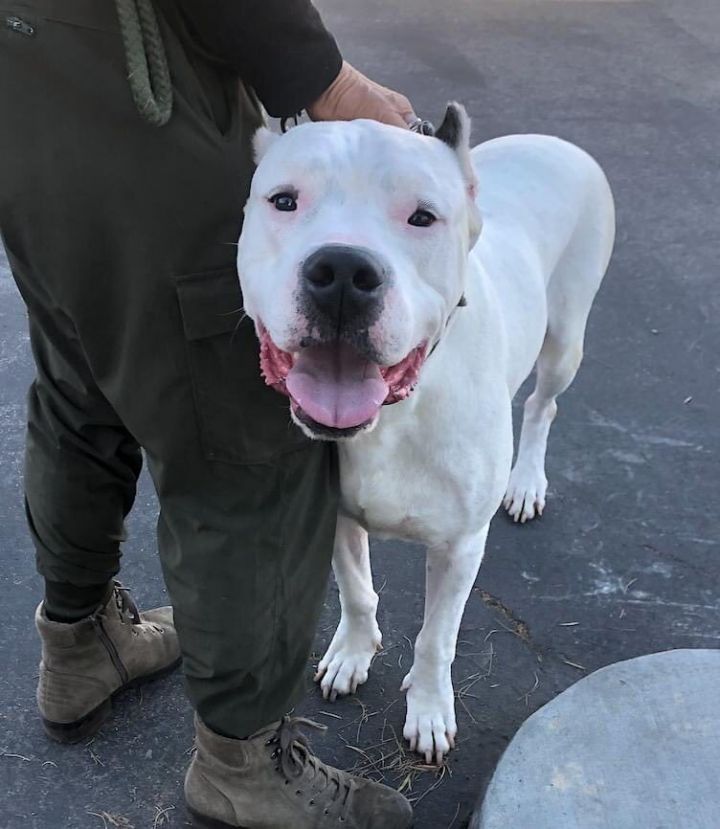 PITBULL VS DOGO ARGENTINO - Who is more powerful? 