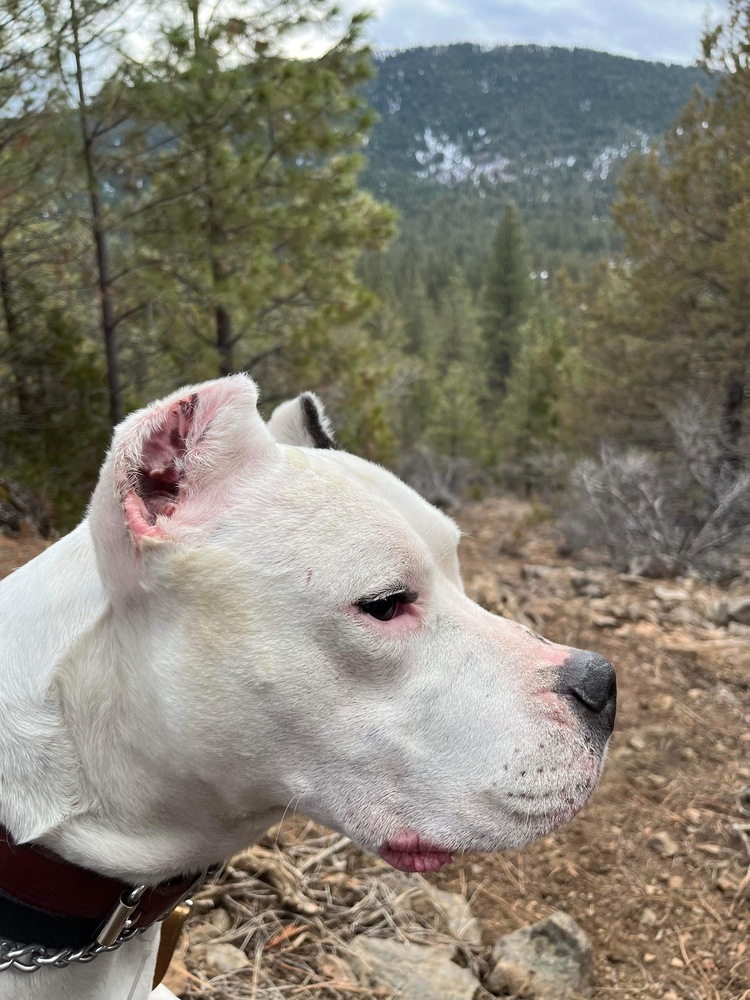 Bruno, an adoptable Dogo Argentino in Corvallis, OR, 97333 | Photo Image 3
