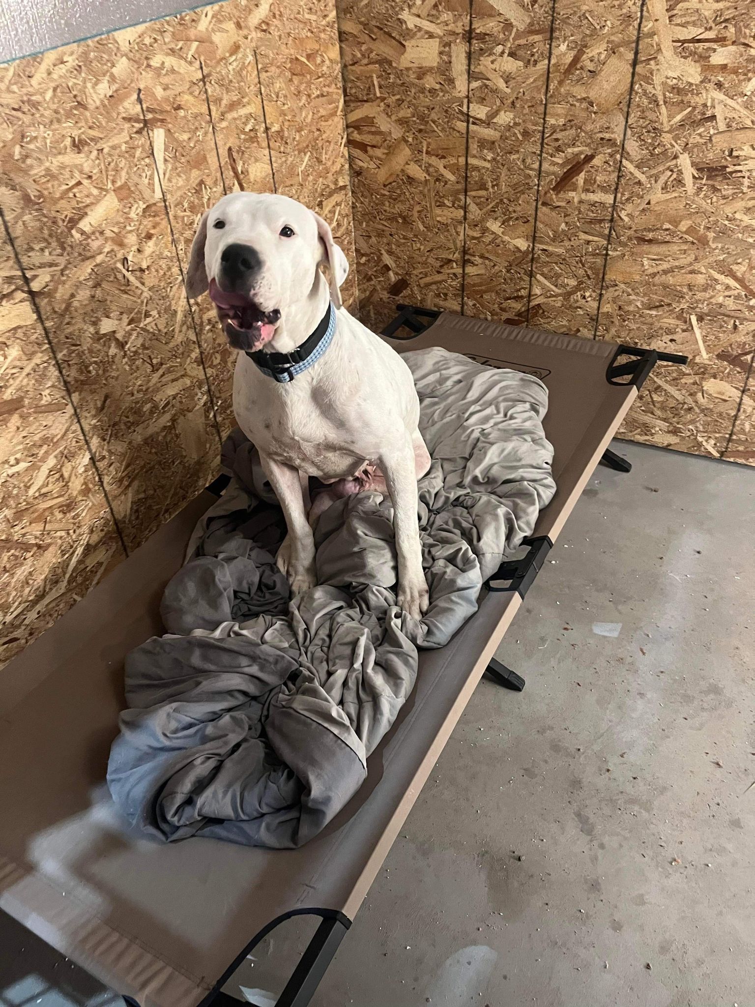 Lola, an adoptable Dogo Argentino in Corvallis, OR, 97333 | Photo Image 1