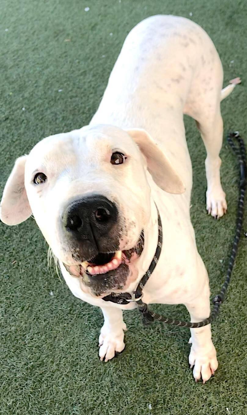 Lola, an adoptable Dogo Argentino in Corvallis, OR, 97333 | Photo Image 2
