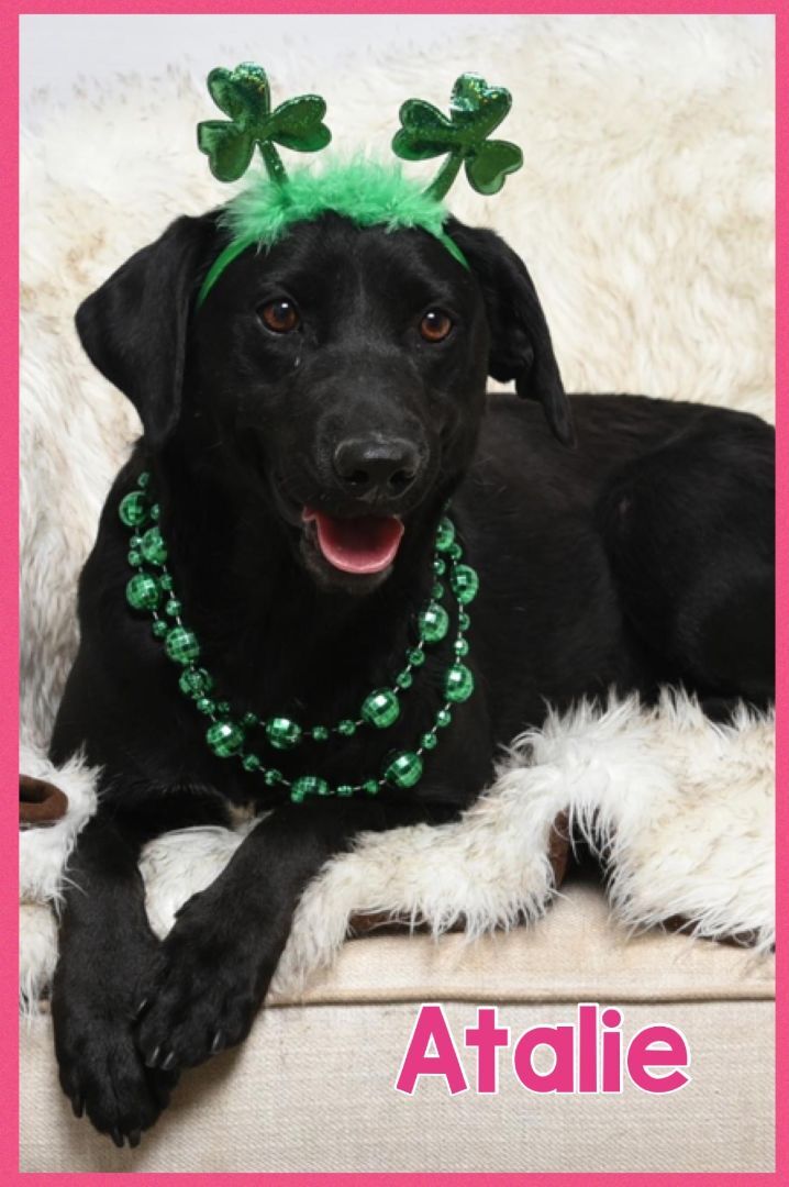 Foster Atalie!, an adoptable Black Labrador Retriever & Labrador Retriever Mix in Oswego, IL_image-1
