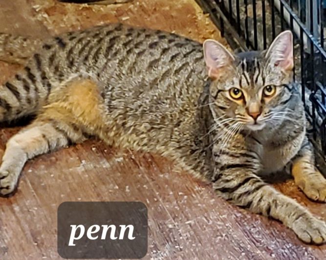 Penn