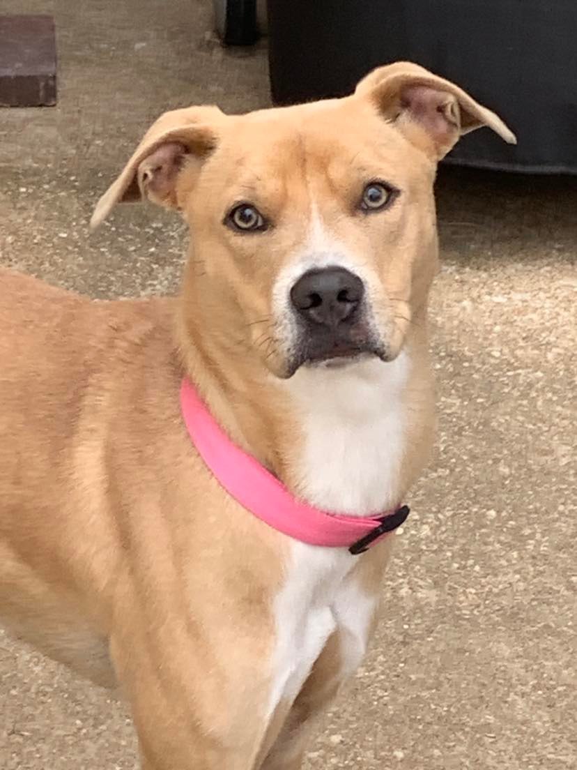 Kimmie, an adoptable Pit Bull Terrier, Boxer in Florissant, MO, 63034 | Photo Image 1