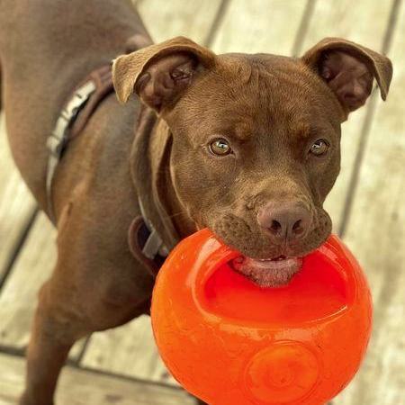 Tootsie roll dog outlet toy