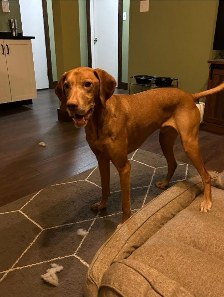 Vizsla petfinder sale