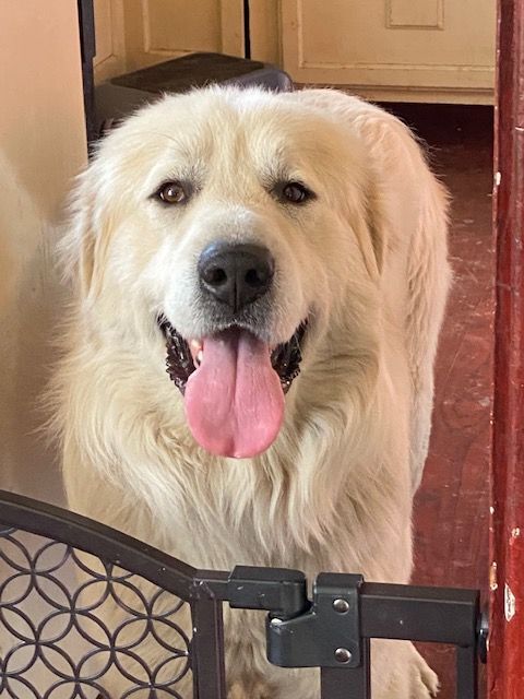 Big, an adoptable Great Pyrenees, Akbash in Pasco, WA, 99301 | Photo Image 1