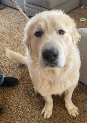 Big, an adoptable Great Pyrenees, Akbash in Pasco, WA, 99301 | Photo Image 4