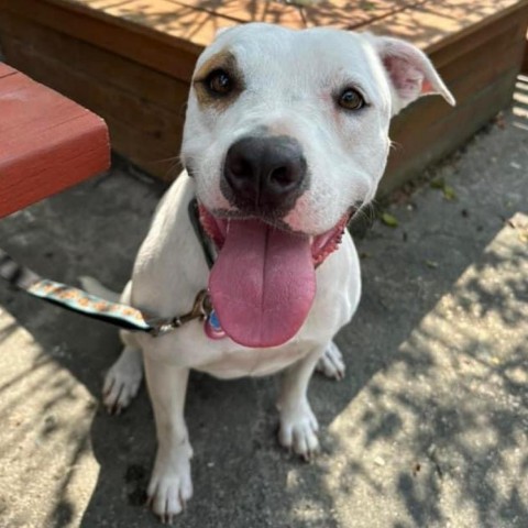 Saffron, an adoptable American Bulldog, Pit Bull Terrier in Savannah, GA, 31406 | Photo Image 1