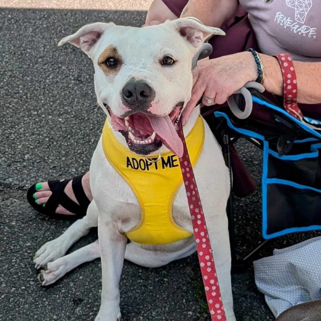 Saffron, an adoptable American Bulldog, Pit Bull Terrier in Savannah, GA, 31406 | Photo Image 1