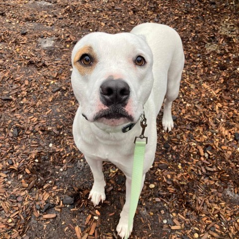 Saffron, an adoptable American Bulldog, Pit Bull Terrier in Savannah, GA, 31406 | Photo Image 2