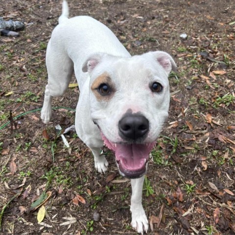 Saffron, an adoptable American Bulldog, Pit Bull Terrier in Savannah, GA, 31406 | Photo Image 3