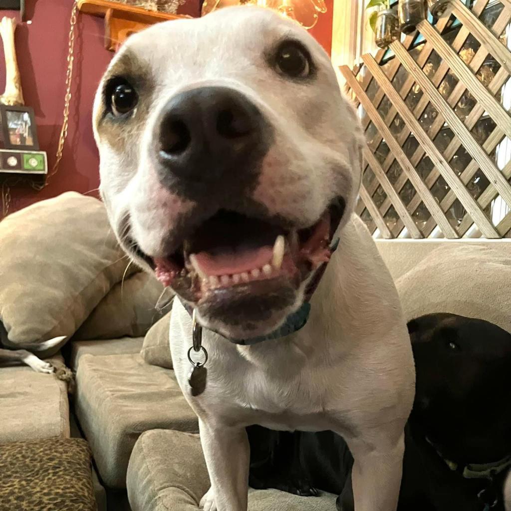 Saffron, an adoptable American Bulldog, Pit Bull Terrier in Savannah, GA, 31406 | Photo Image 3