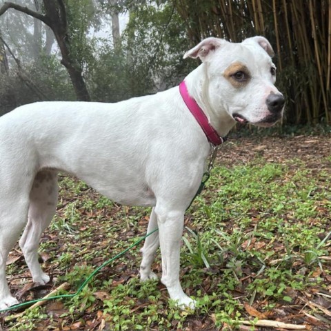 Saffron, an adoptable American Bulldog, Pit Bull Terrier in Savannah, GA, 31406 | Photo Image 4