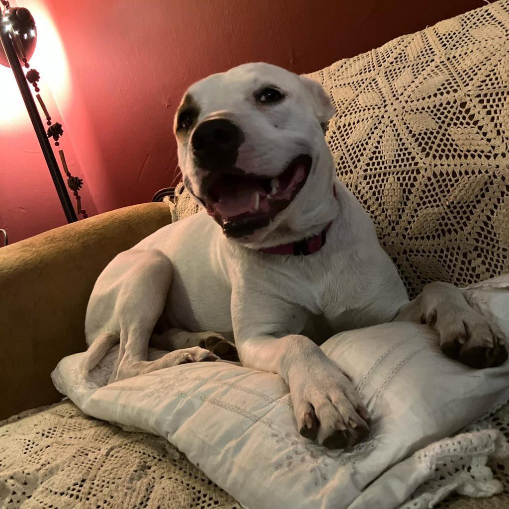 Saffron, an adoptable American Bulldog, Pit Bull Terrier in Savannah, GA, 31406 | Photo Image 4