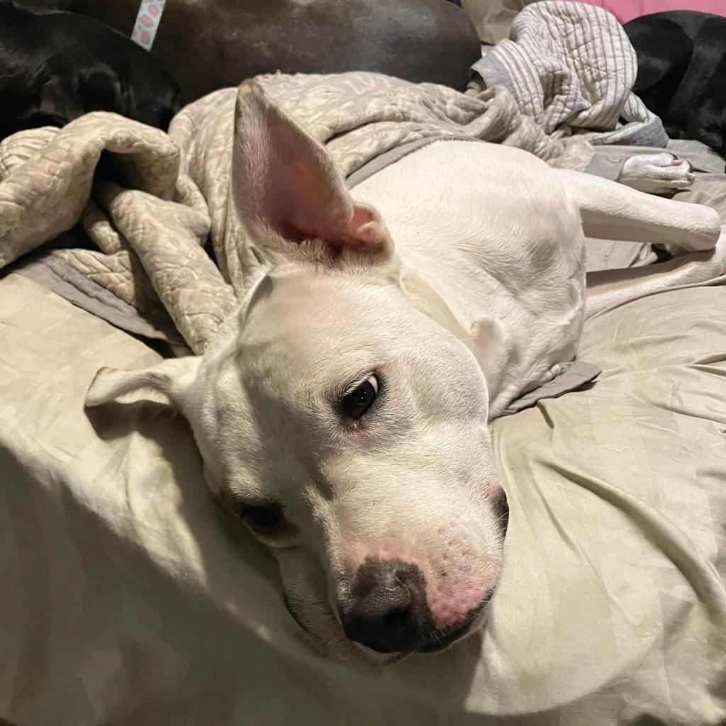 Saffron, an adoptable American Bulldog, Pit Bull Terrier in Savannah, GA, 31406 | Photo Image 5