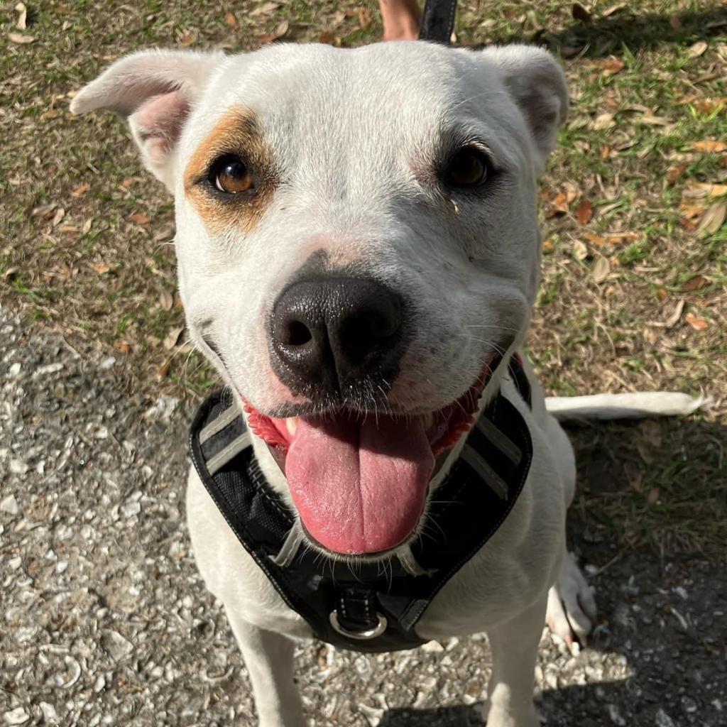 Saffron, an adoptable American Bulldog, Pit Bull Terrier in Savannah, GA, 31406 | Photo Image 6