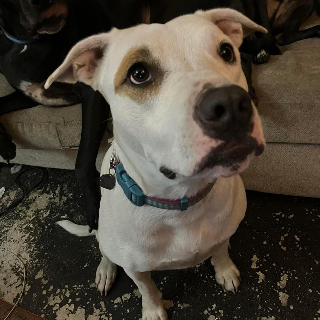 Saffron, an adoptable American Bulldog, Pit Bull Terrier in Savannah, GA, 31406 | Photo Image 6