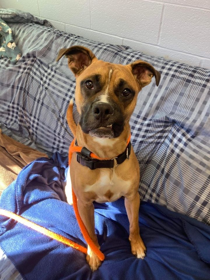TJ, an adoptable Boxer & Pug Mix in Liverpool, NY_image-2