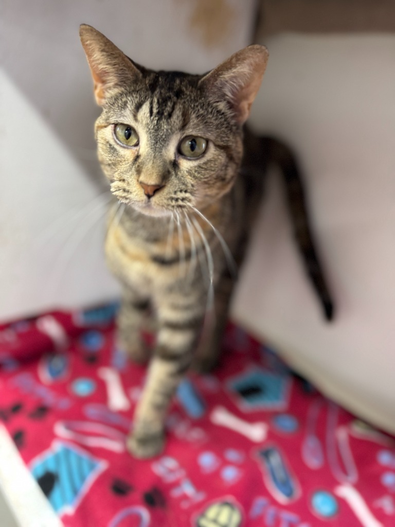 Ice, an adoptable Domestic Short Hair in Hastings, NE, 68901 | Photo Image 2