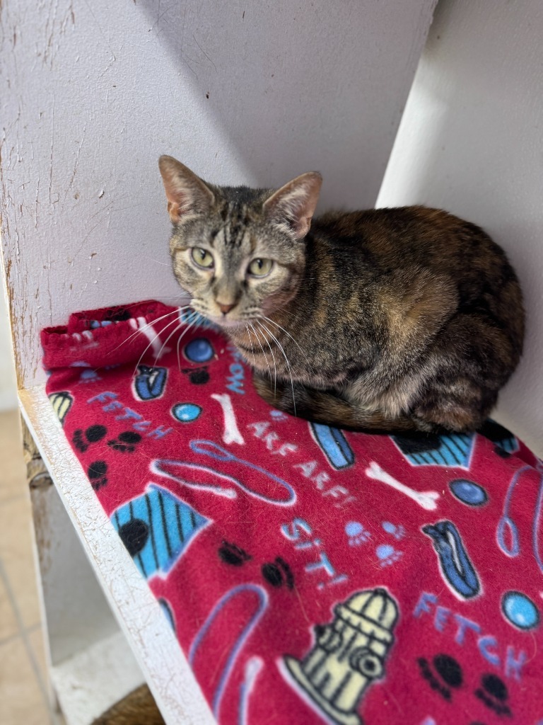 Ice, an adoptable Domestic Short Hair in Hastings, NE, 68901 | Photo Image 3