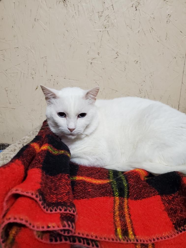 King, an adoptable Domestic Short Hair, Siamese in Sherwood, OR, 97140 | Photo Image 1