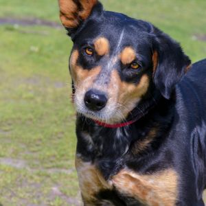 Paisley, Adult Female Australian Cattle Dog / Blue Heeler