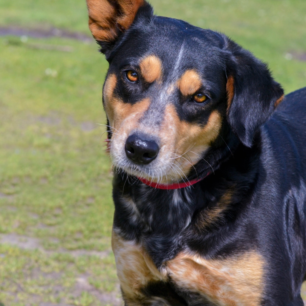 Paisley, an adoptable Australian Cattle Dog / Blue Heeler, Australian Shepherd in Quinlan, TX, 75474 | Photo Image 1