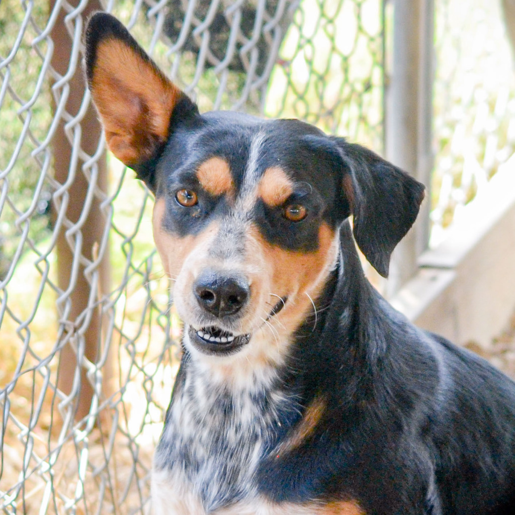 Paisley, an adoptable Australian Cattle Dog / Blue Heeler, Australian Shepherd in Quinlan, TX, 75474 | Photo Image 2