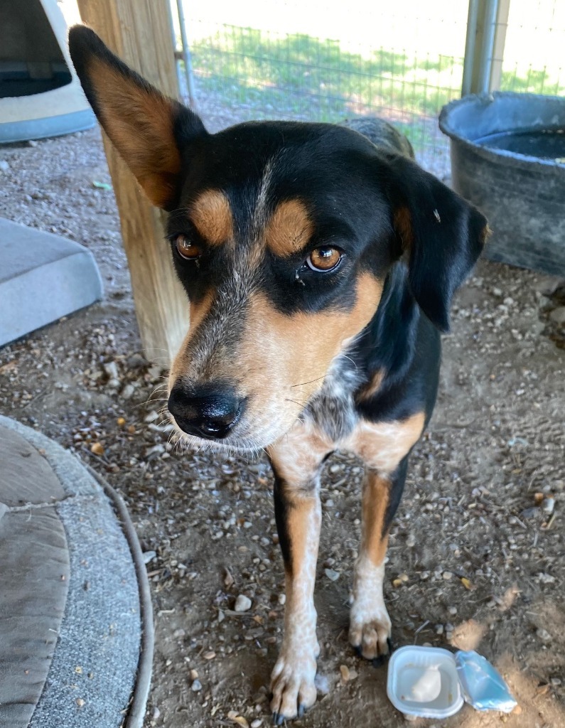 Paisley, an adoptable Australian Cattle Dog / Blue Heeler, Australian Shepherd in Quinlan, TX, 75474 | Photo Image 3