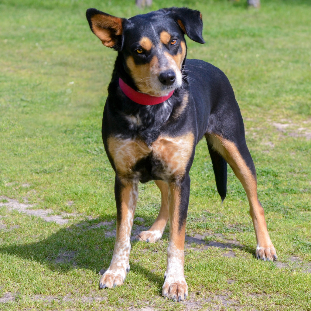 Paisley, an adoptable Australian Cattle Dog / Blue Heeler, Australian Shepherd in Quinlan, TX, 75474 | Photo Image 4
