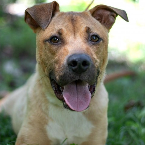 Ace, an adoptable Black Mouth Cur, Mixed Breed in QUINCY, FL, 32351 | Photo Image 1