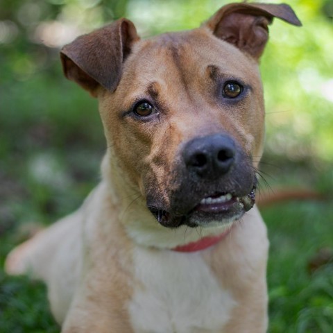 Ace, an adoptable Black Mouth Cur, Mixed Breed in QUINCY, FL, 32351 | Photo Image 2