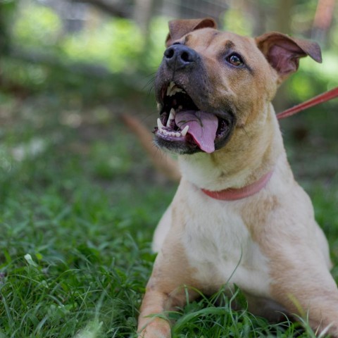 Ace, an adoptable Black Mouth Cur, Mixed Breed in QUINCY, FL, 32351 | Photo Image 3