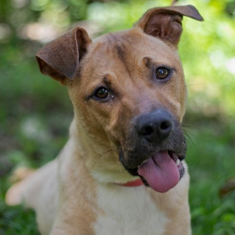 Ace, an adoptable Black Mouth Cur, Mixed Breed in QUINCY, FL, 32351 | Photo Image 4