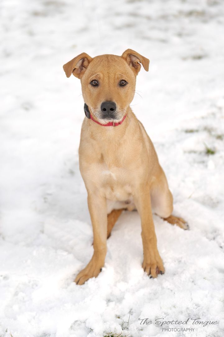 Sweet Sunrise, an adoptable Yellow Labrador Retriever & Greyhound Mix in Manlius, NY_image-6