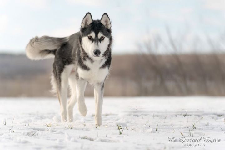 Yoasobi, an adopted Siberian Husky in Manlius, NY_image-3