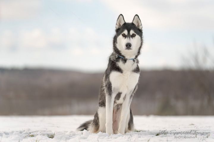 Yoasobi, an adopted Siberian Husky in Manlius, NY_image-4