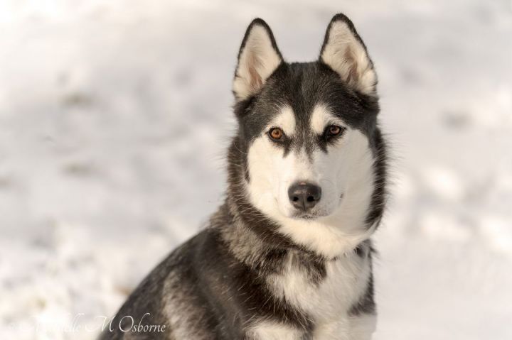Yoasobi, an adopted Siberian Husky in Manlius, NY_image-1