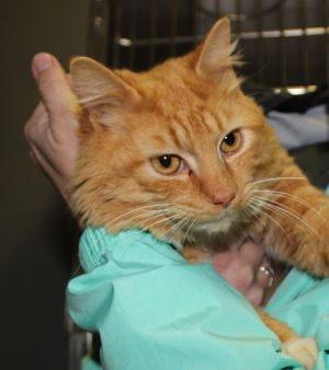 Cat for adoption - Kosar, a Domestic Long Hair Mix in Stuart, VA | Petfinder