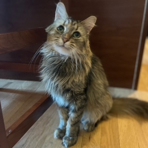 Mazie, an adoptable Domestic Medium Hair in Madison, WI_image-1