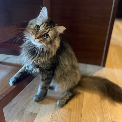 Mazie, an adoptable Domestic Medium Hair in Madison, WI_image-2