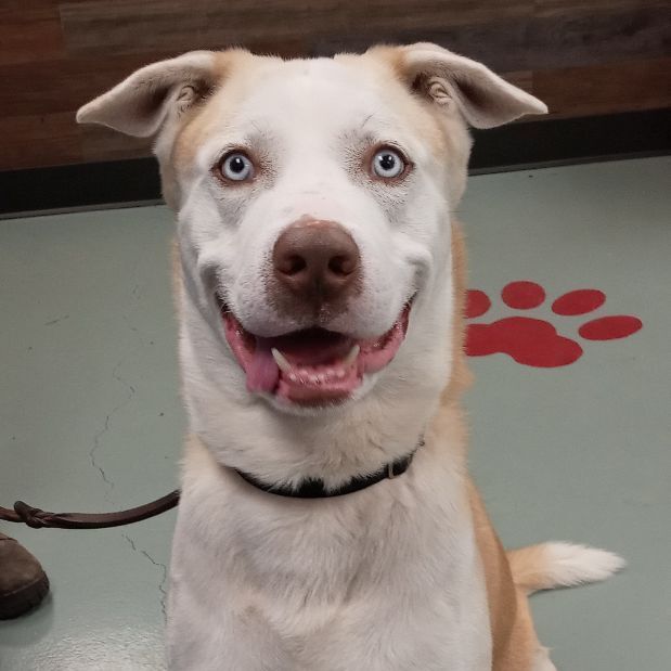 Loki, an adoptable Siberian Husky in Payson, AZ, 85541 | Photo Image 1